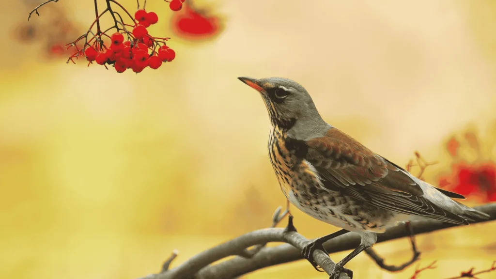 bird on branch