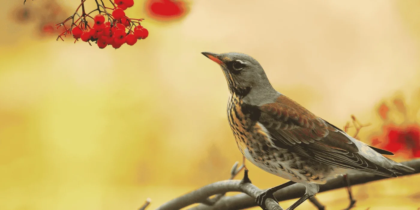 bird on branch