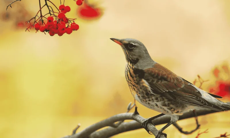 bird on branch
